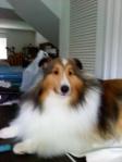 a groomed Sheltie