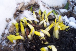 Daffodils and tulips in the snow