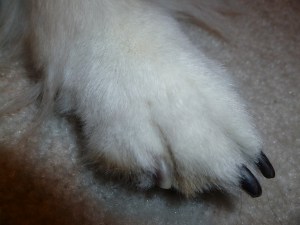 Bad Sheltie paw