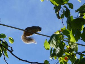 squirrel2