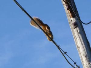 squirrel5