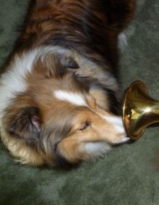 sheltie_horn