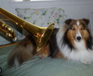 sheltie_horn4