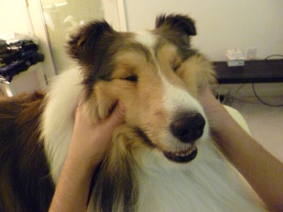 Yep, I'm a happy dog!