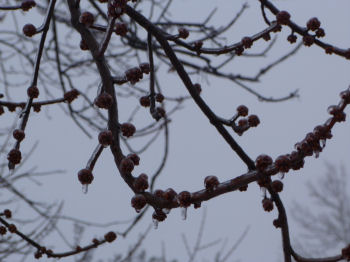Ice covers the buds on this silver maple tree.