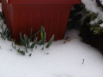 These are going to be yellow daffodils.