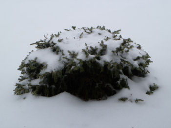 A snow-covered bush