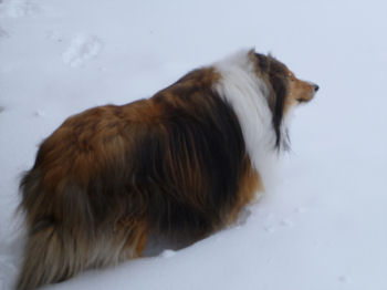 Catching scents from far away!