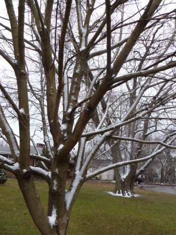 These tress are probably wondering where Spring is!