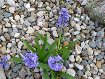 Blue hyacinths dot a neighbor's yard, wafting their perfume everywhere.