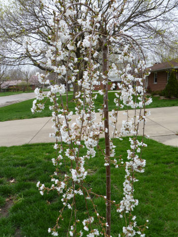 This weeping cherry is a replacement for the blue spruce we lost last year.