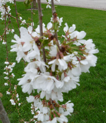 This is a closeup of the weeping cherry blossoms. I understand that when they die off, they're replaced by leaves.