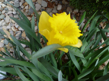 Yellow daffodils are in bloom.