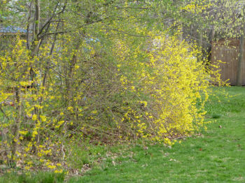 A yellow forsythia hedge.
