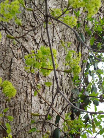 Trees are beginning to leaf out.