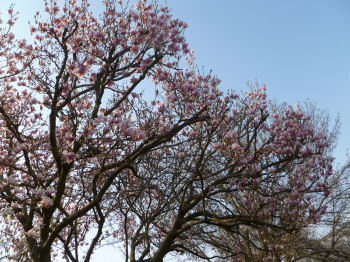 This magnolia tree is going to be splendid!