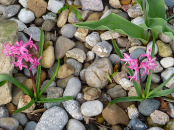 Hyacinths come in pink, too!
