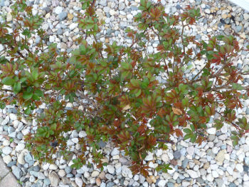 No roses yet, but this show rose is full of leaves.