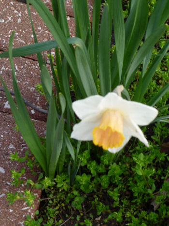 Do you call this a jonquil or a daffodil? Whatever, isn't it beautiful?
