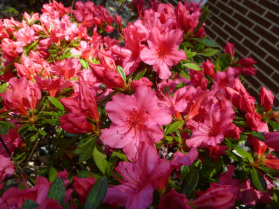 Azalea in bloom