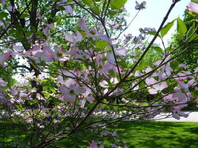 Pink dogwood