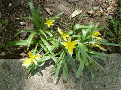 Looks like some sort of crocus