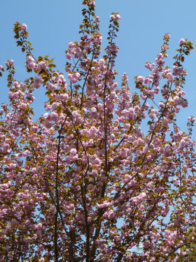 Pink flowering tree