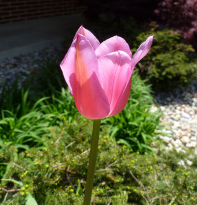 Solitary pink tulip