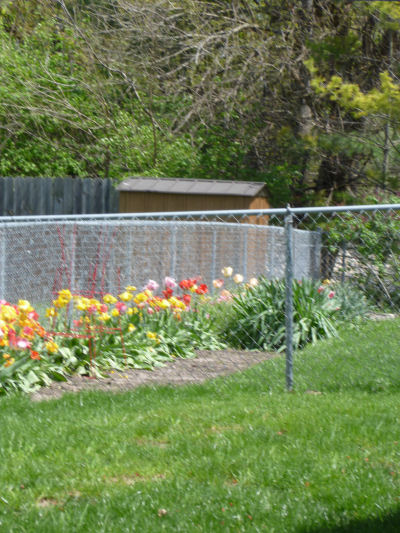 Fence row of colorful tulips
