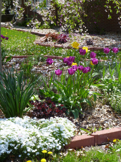 Purple and yellow tulips tower over white flox