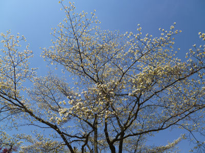 White dogwood against a blue sky