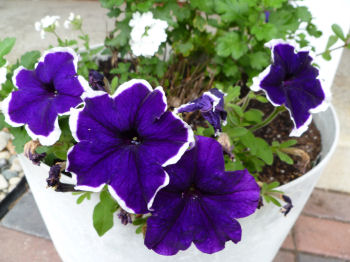 Purple petunias.