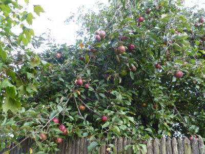 Don't they look tempting?