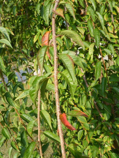 Cherry tree, early Fall