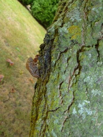 Another one, just like the other one