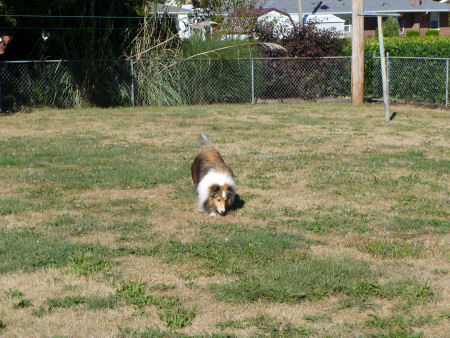 Nose to ground, sniffing for varmints