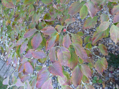 Dogwood, early Fall
