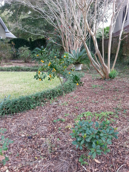 Is this a baby orange, or a kumquat, or what?