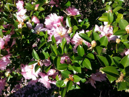 Light pink Camellia Sasanqua