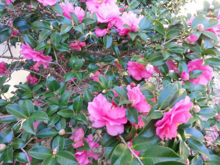 Deep pink Camellia Sasanqua