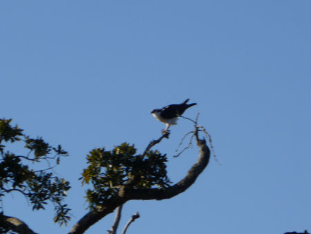 This immense bird looking for its breakfast