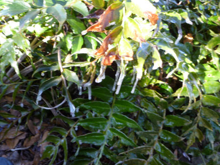 Icicles hang from shrubs