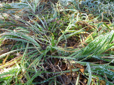 Frozen vegetation