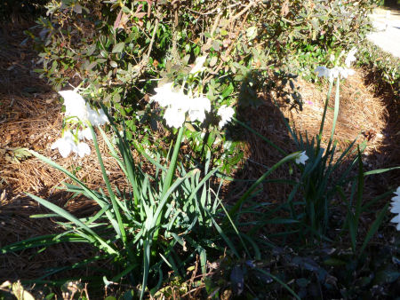 Paperwhites, an early harbinger of Spring