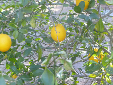 Might this be a lemon tree, or are these oranges or grapefruit??