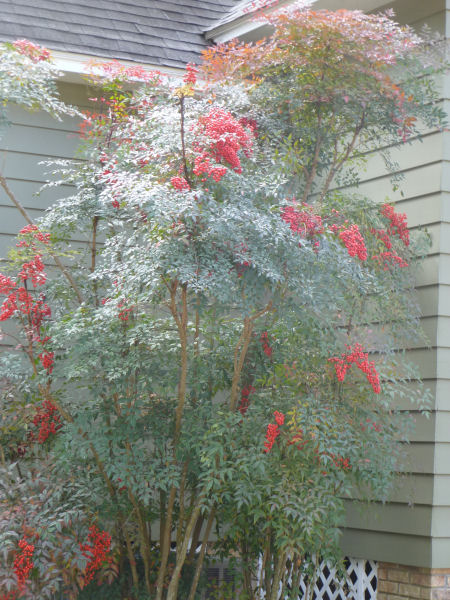 Don't know what this is, but isn't it pretty?