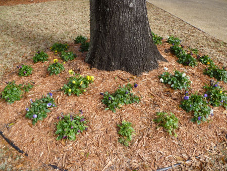 Pansies sprouting up around trees