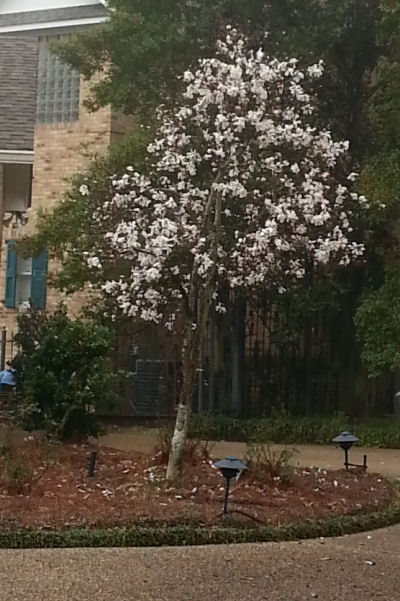 Look at those blooms!