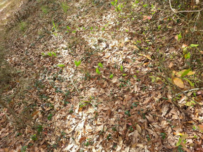 Tiny green Forsythia (?) leaves emerge