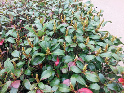 See the baby shoots emerging on this bush?